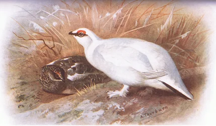Lagopède, de Oiseaux britanniques publié par Longmans, 1932